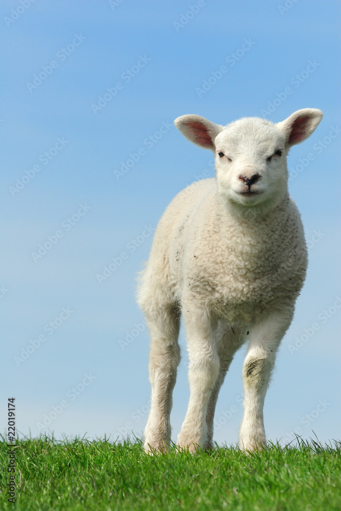 Cute lamb in spring Cute lamb in spring