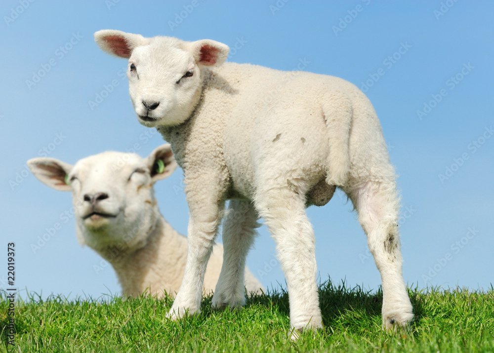Cute lambs in spring Cute lambs in spring