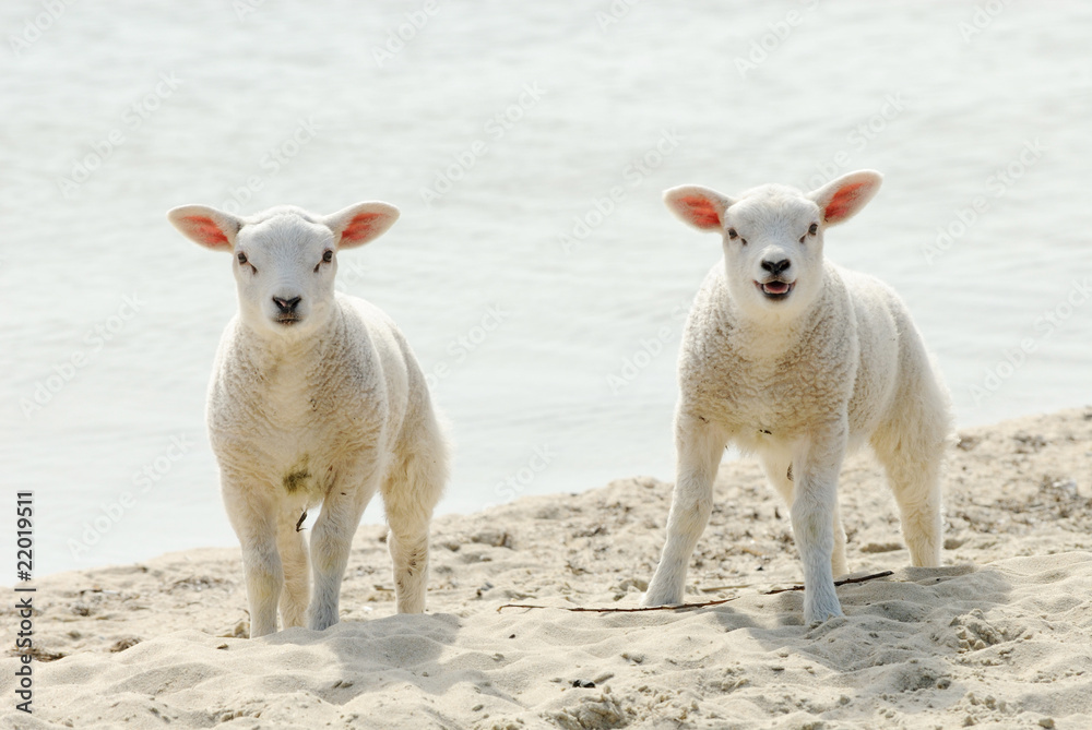 Fototapeta premium Cute lambs on the beach in spring