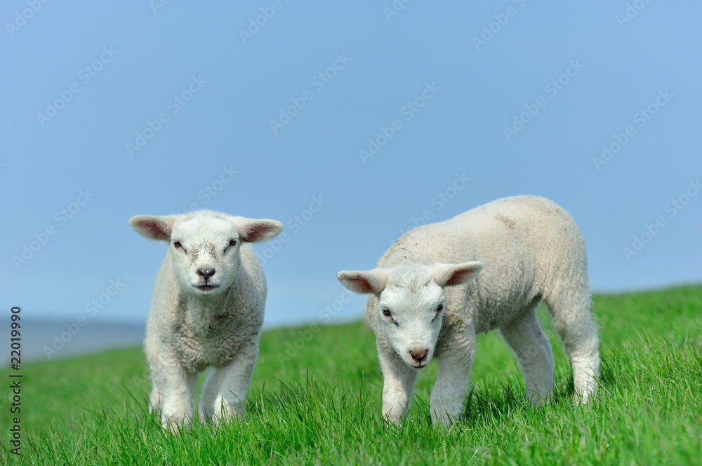 Cute lambs in spring Cute lambs in spring