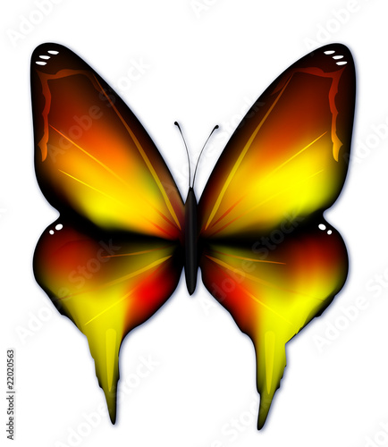papillon