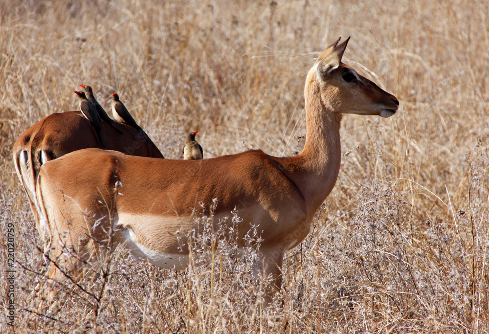Female Impala Profile