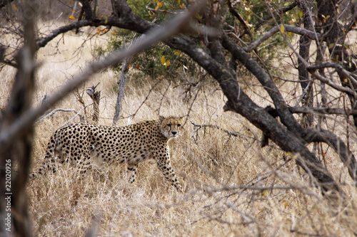 Cheetah walking through Bush