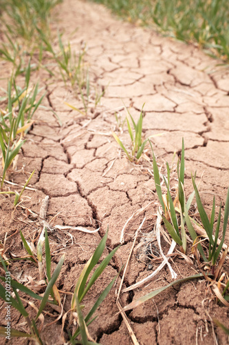 Drought cracked soil in wheat field,spring