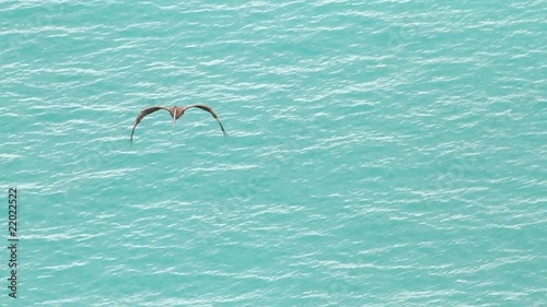 Pélican brun en vol (ralenti)