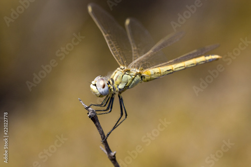 Yellow dragonfly © Mauro Rodrigues