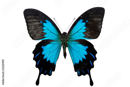 Papilio ulysses photo