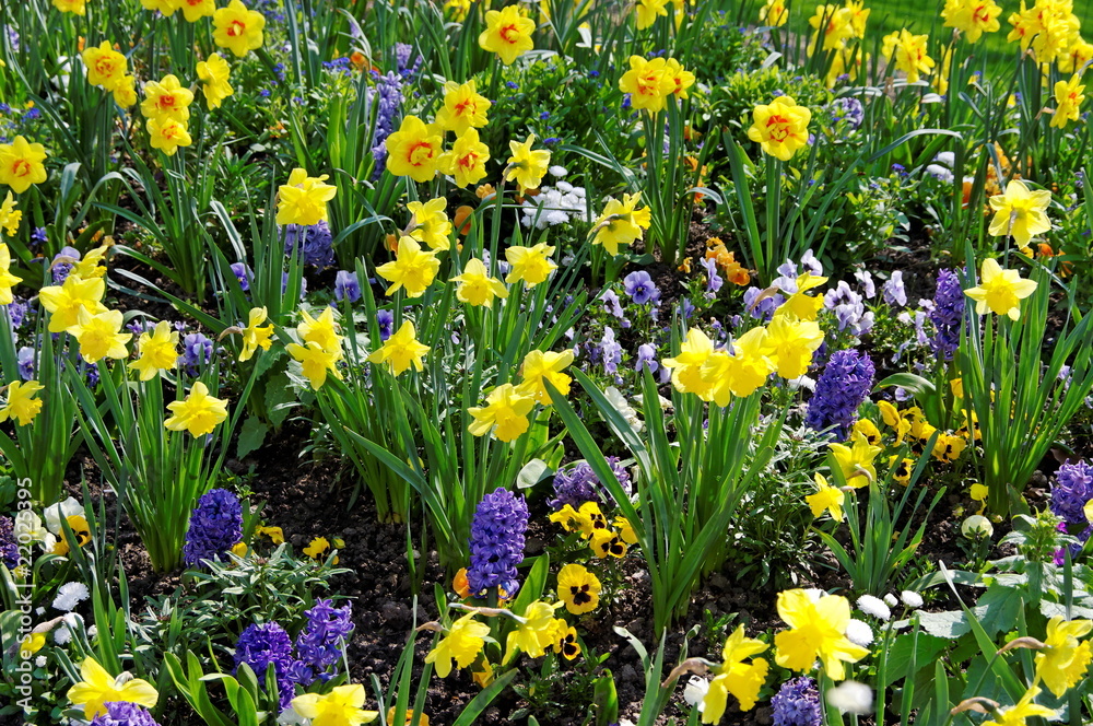 Obraz premium Parterre de fleurs