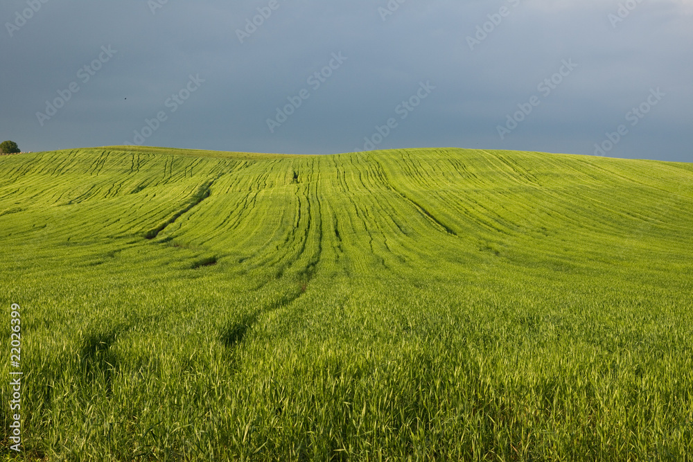 Fototapeta premium nature