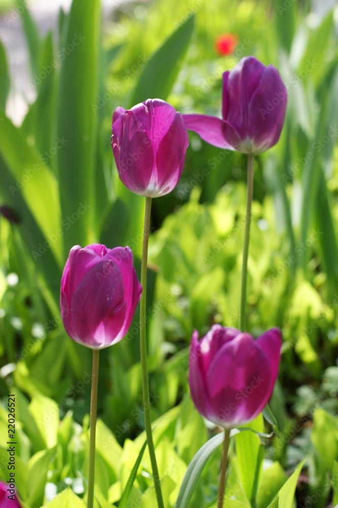 Naklejka premium spring tulips