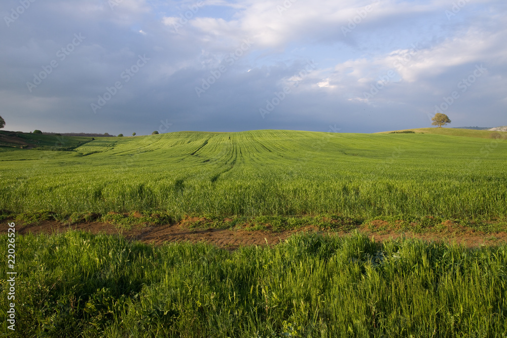 Fototapeta premium nature