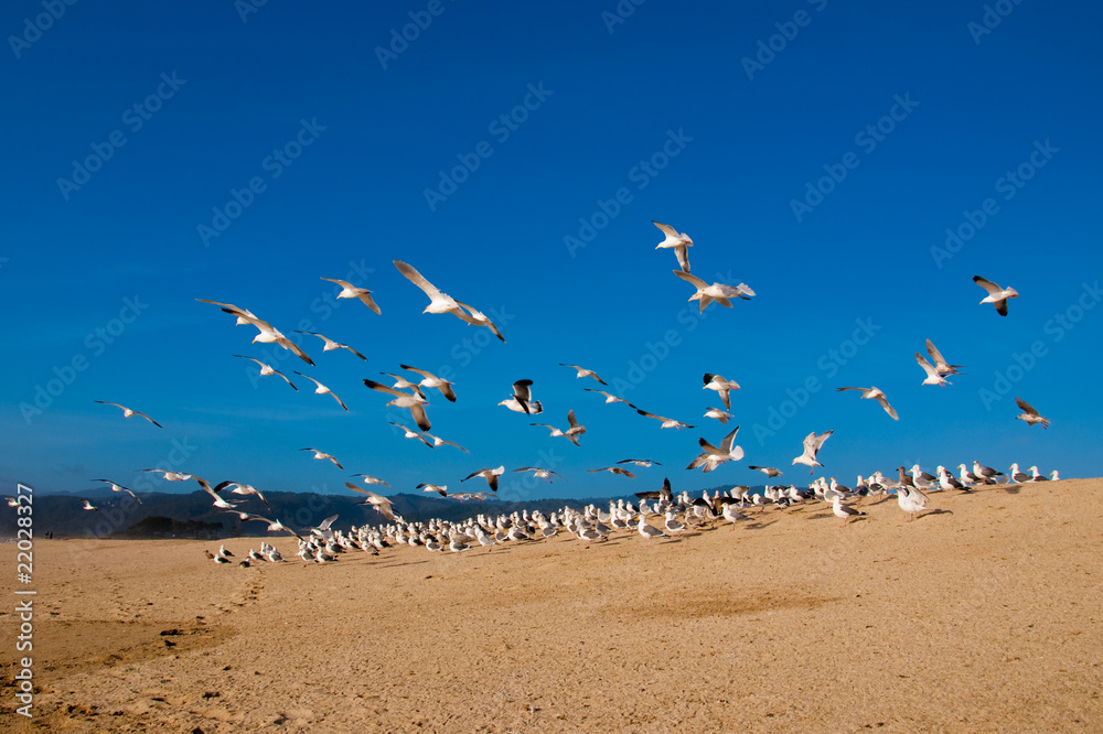Sea gulls at halfmoon bay