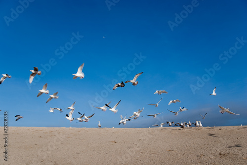 Gulls at halfmoon bay, California