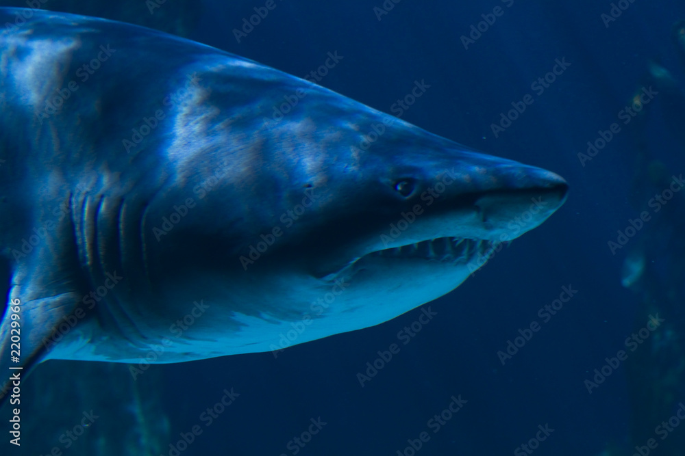 Fototapeta premium A white shark swimming along underwater