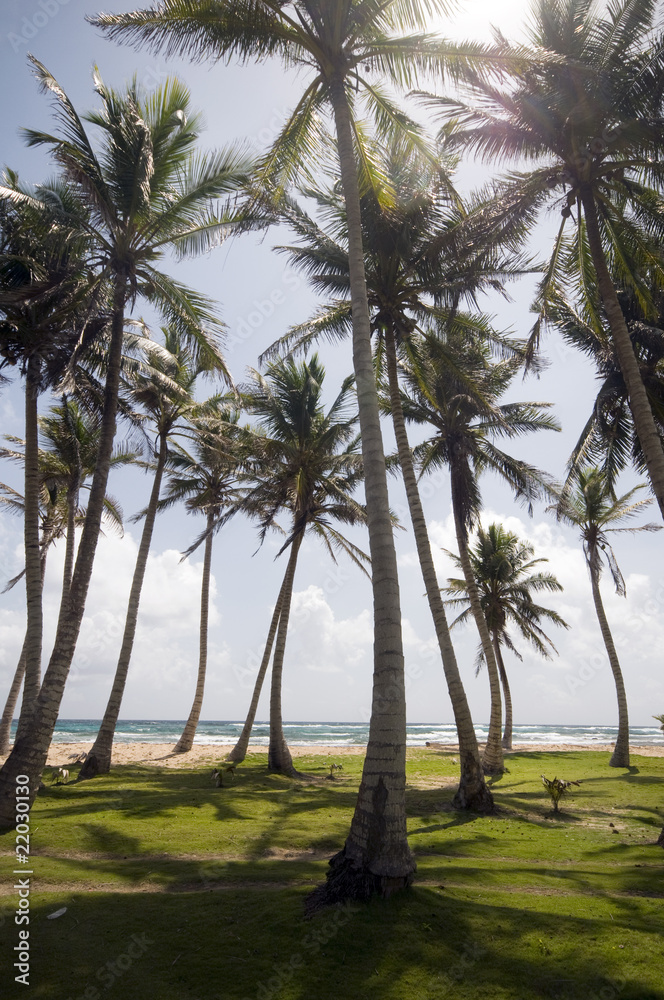 Obraz premium coconut tree grove by caribbean sea corn island nicaragua