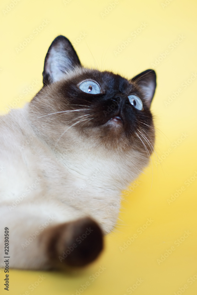 Siamese cat on a light background