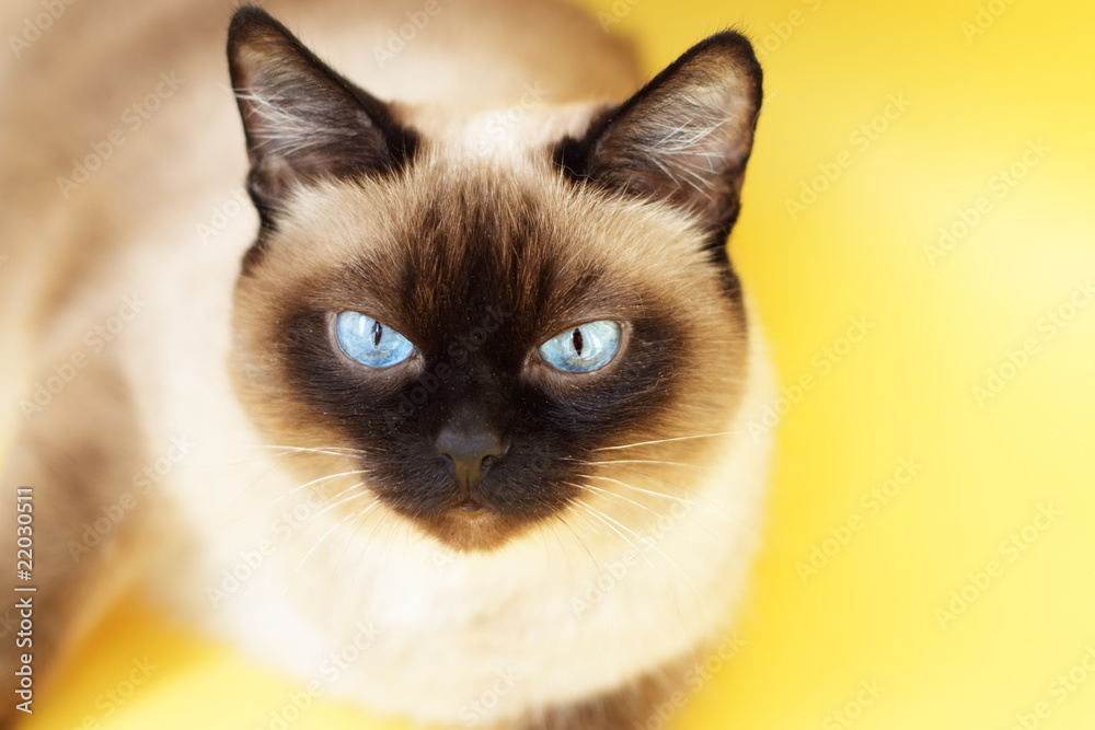 Siamese cat on a light background Siamese cat on a light background