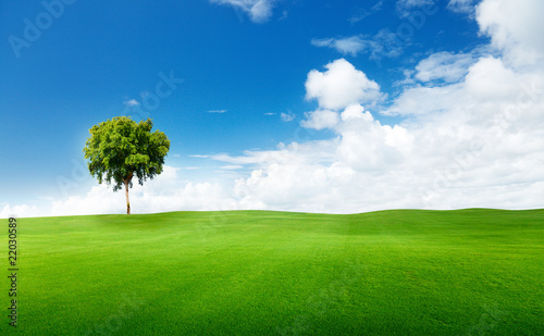 field of grass and tree