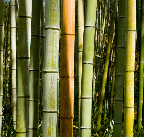 Colorful bamboo trunks in sunlight