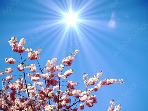 japanese cherry tree in sunlight