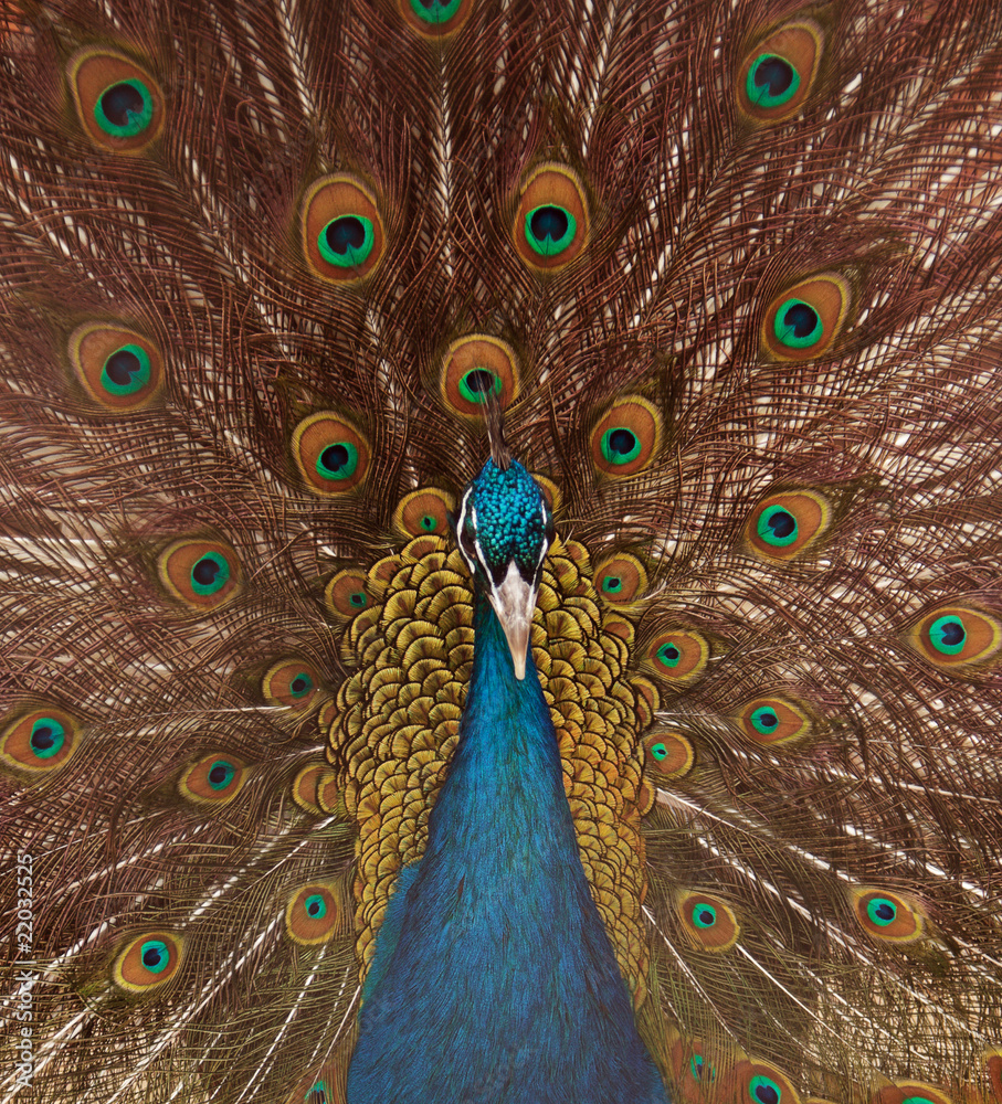 Obraz premium peacock