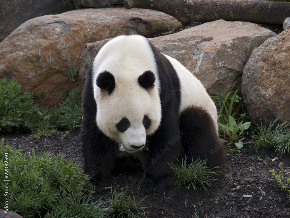 panda panda