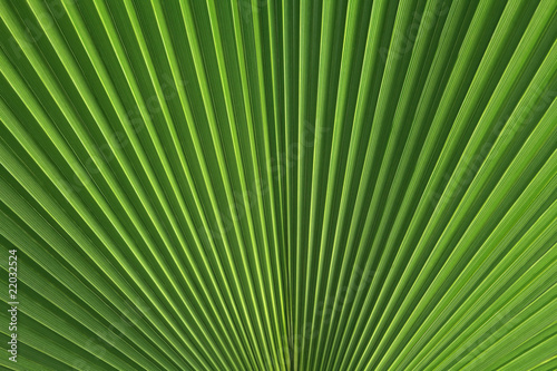palm leaf for tile page design