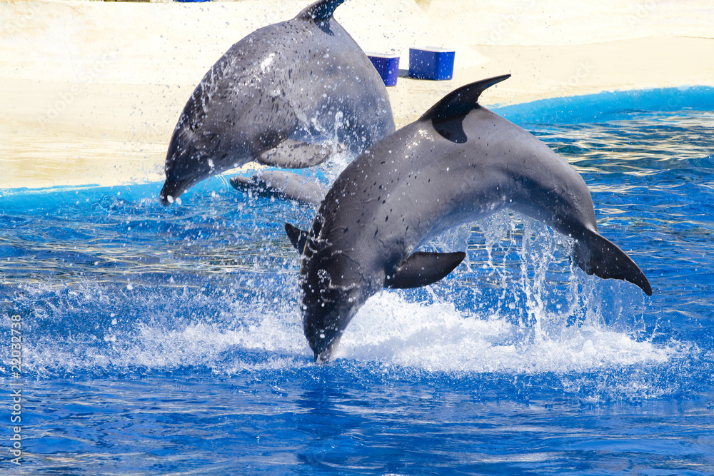 Fototapeta premium dolphin jump out of the water in pool