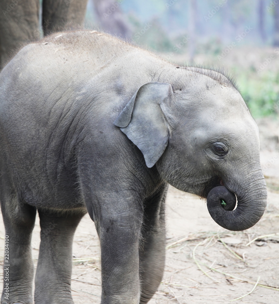 Fototapeta premium Baby elephant