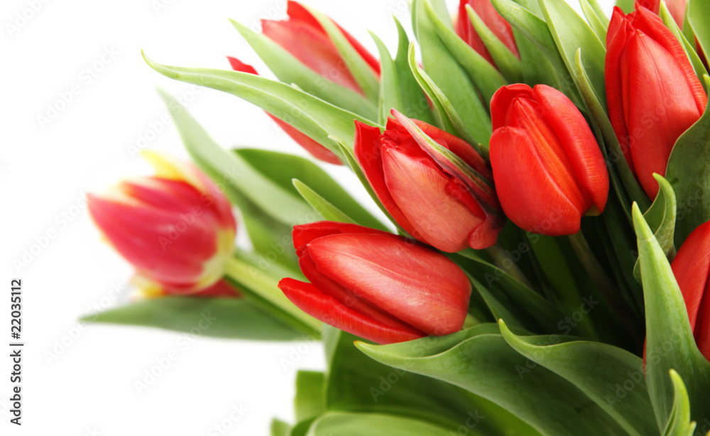 Bouquet of tulip Bouquet of tulip