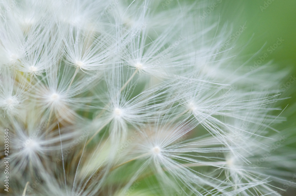 Fototapeta premium タンポポの種