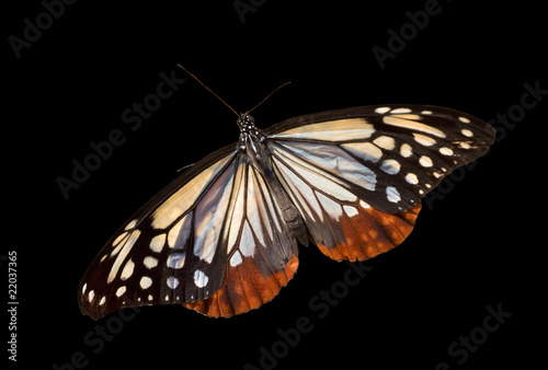 Butterfly (Danais tytia) 5