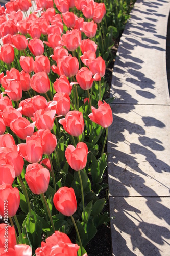 tulipes rouges photo