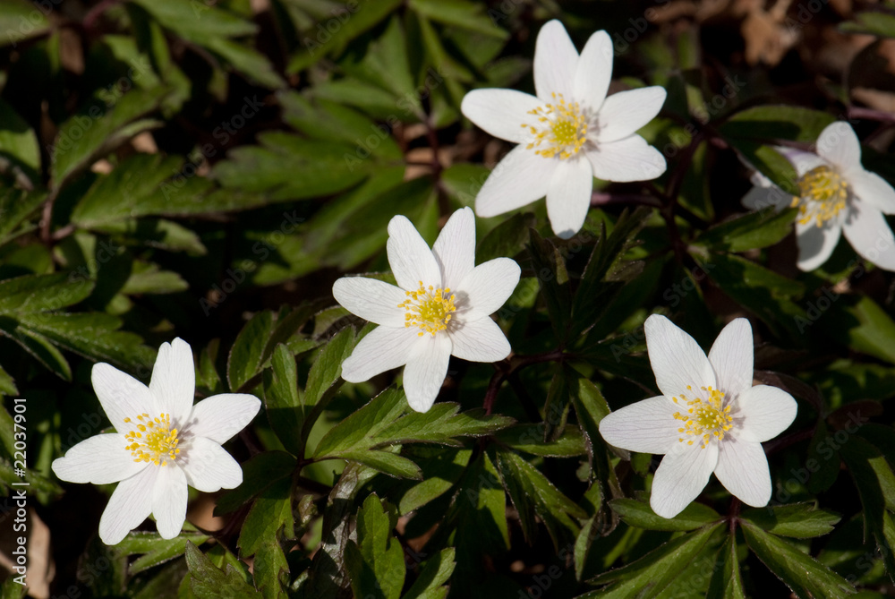 Buschwindröschen im Frühling Buschwindröschen im Frühling