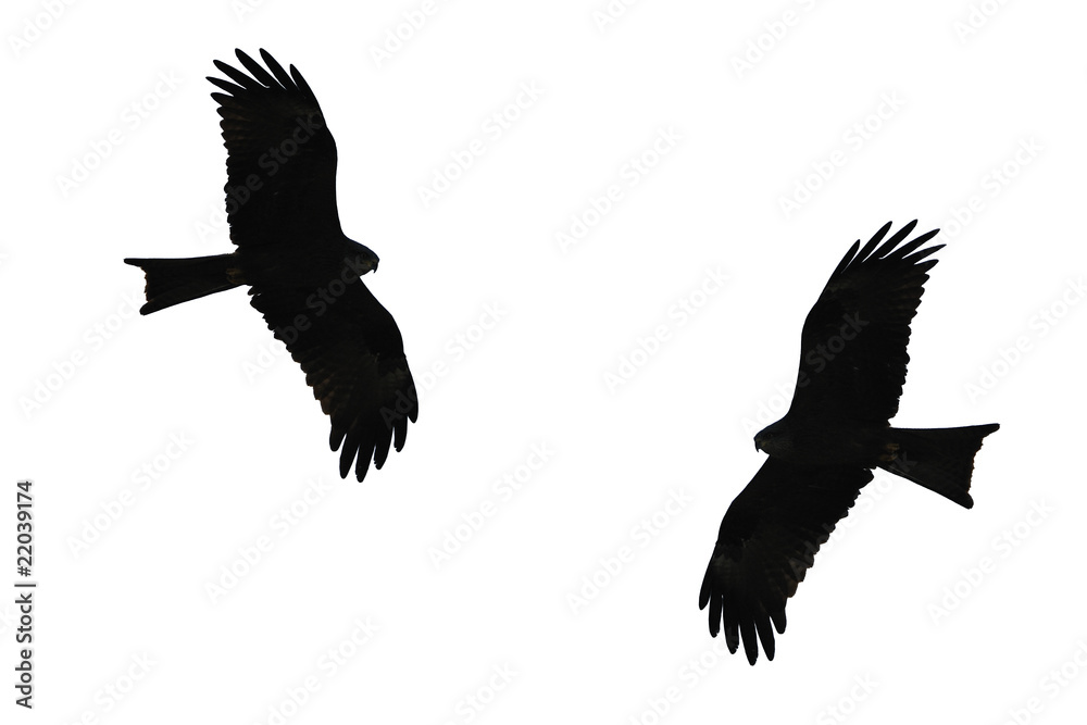 Obraz premium Rohrweihe