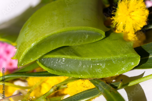 Aloe Vera - angeschnitten photo