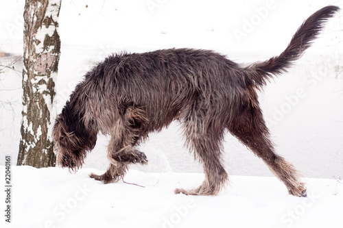 irish   wolfhound
