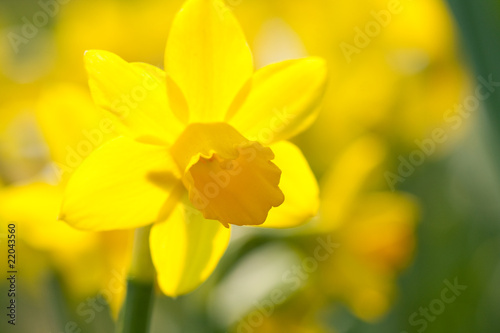 yellow narcissus