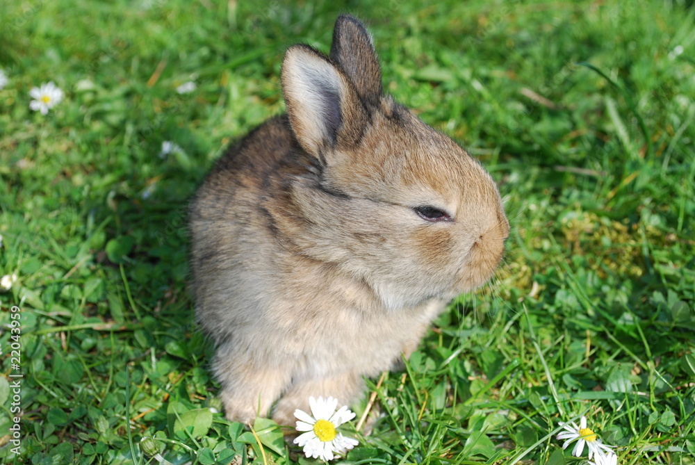 Fototapeta premium Hasenbaby
