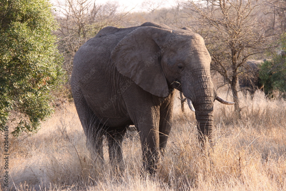 Fototapeta premium Elephant in Bush
