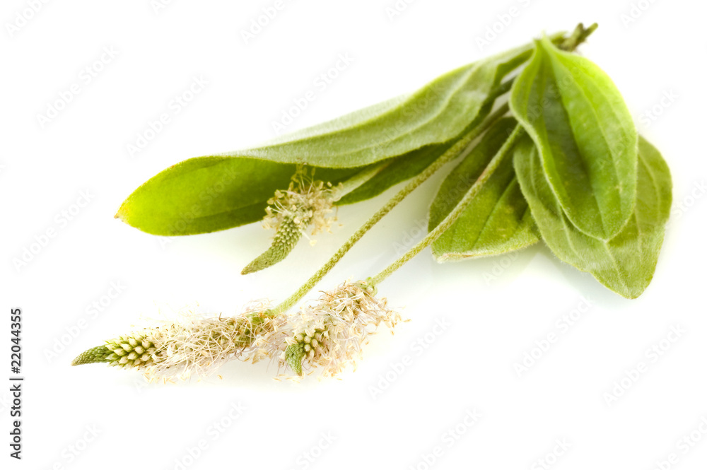 Fototapeta premium herbal medicine: Plantago lanceolata