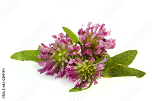 herbal medicine  clover isolated