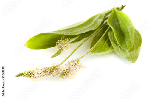 herbal medicine: Plantago lanceolata