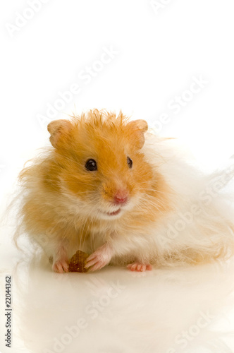 Syrian hamster