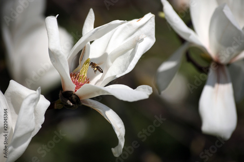 Weiße Sternmagnolie und Biene photo