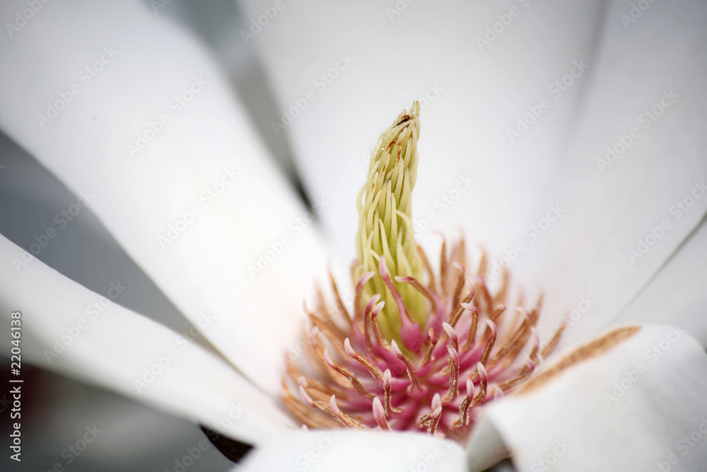 Obraz premium Magnolie Makro