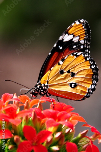 Plain Tiger Butterfly photo