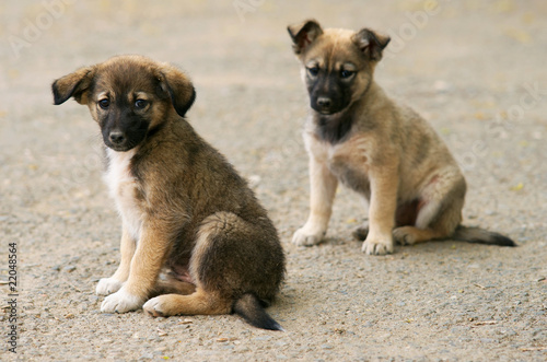 Abandonned pupies