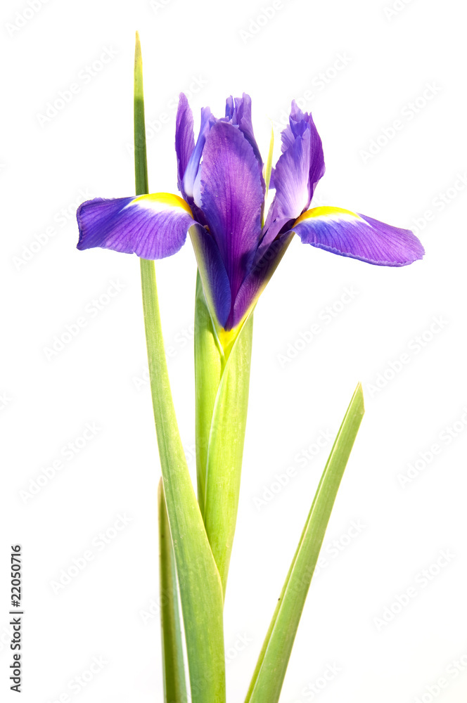 Naklejka premium Iris bleu