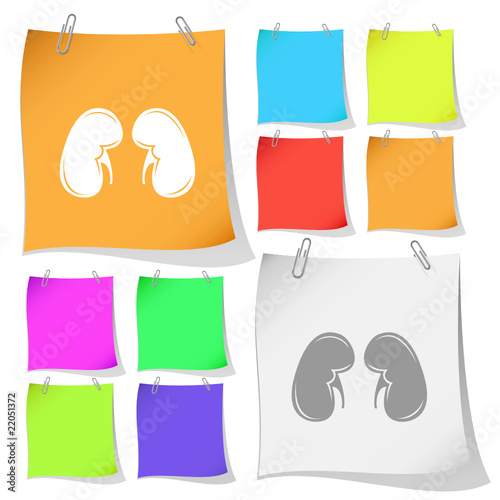 Kidneys. Vector note papers.